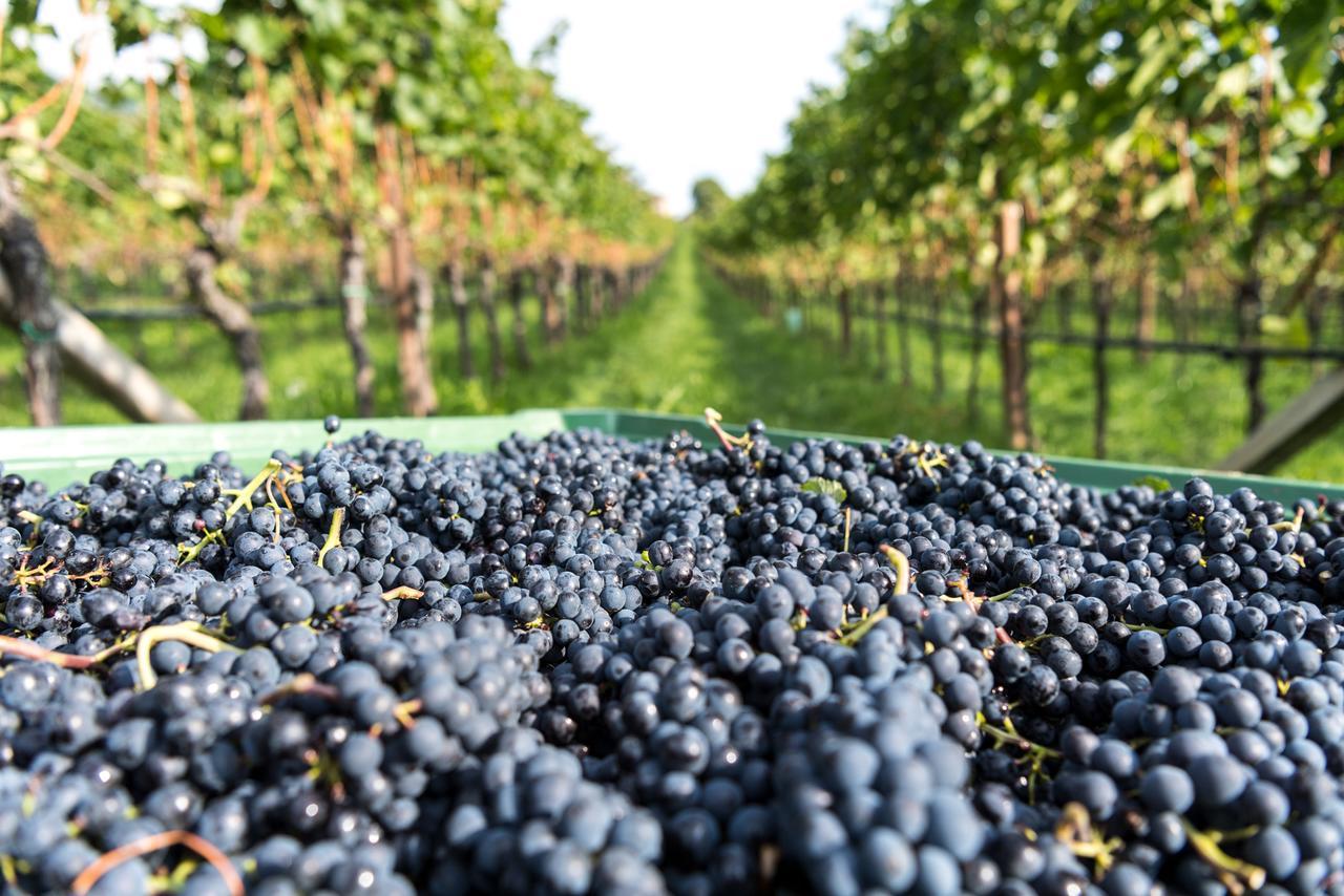 Hotel Christof Appiano sulla Strada del Vino Kültér fotó
